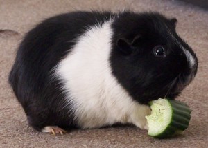 Guinea Pig