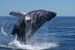 Whales in Maui